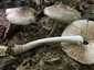 Barna csengettyűgomba (Pluteus cervinus), Budai-hegység. Barnán szálazott, fehéres, csuklósan kifordítható tönk